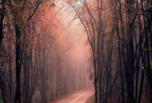 塞尔维大将受伤，队伍难以保持稳定运转